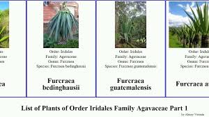 Image result for Behnia reticulata