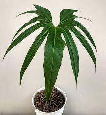 Pin On Plants