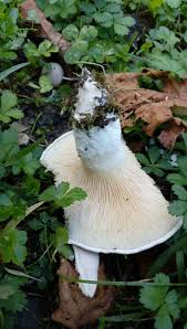 this mushroom found in qabala qabala is a city in azerbaijan cogumelos fungos pinterest