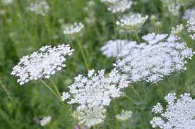 Image result for Conium