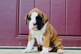 A boxer named junebug gave birth to 5 puppies on july 15th 2010. Boxer Puppies For Sale In Nj Lancaster Puppies