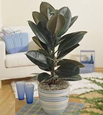 Gummibaum Kubelpflanzen Ficus Elastica Ficus Und Plants
