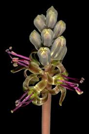 Image result for Ledebouria luteola