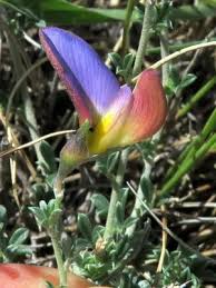 Image result for Lotononis laxa