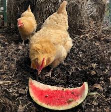Hey there, im a newbie to chicken ownership so pardon me if this is a dumb question, but i didnt see it mentioned in the faqs. Chicken Safe Plantings For Your Garden Meyer Hatchery Blog