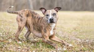 To furnish guidelines for breeders who wish to maintain the quality of their breed and to improve it; Catahoula Leopard Dog Pitbull Mix Breed Info Puppy Costs More