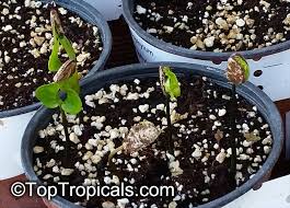 Image result for Uvariodendron