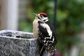 Check spelling or type a new query. Baby Woodpecker Mapio Net