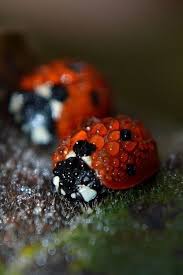 Ladybug Son Las Pequenas Cosas Que Mas Importan Tomese El Tiempo Para Darse Cuenta De Ellos Sue Krebs It S The Little Th Niedliche Welpen Lady Bug Insekten