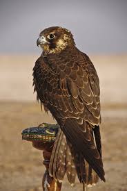Birds Of Prey Animals Desert Falcon By Fahad On 500px Desert Animals Pet Birds Beautiful Birds