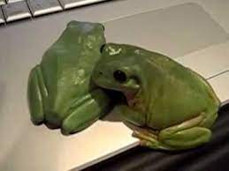 Gambar Katak Dan Kodok Jenis Jenis Kodok Dan Katak Youtube Kamu Pikir Katak Dan Kodok Itu Sama Simak Fakta Ilmiahnya Kata Menggambar Katak Katak Pohon Katak