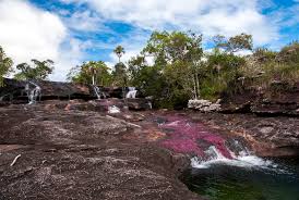 Maybe you would like to learn more about one of these? Cano Cristales Meta Cortesia Andres Velez Panamericana De Viajes Flickr