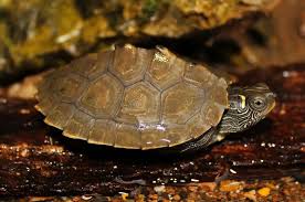 Mississippi Map Turtle Care Tank Setup Diet Lifespan