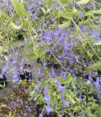 Image result for Isodon ramosissimus