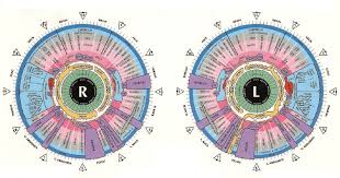 34 studious iridology chart brown around pupil