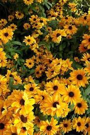 Sunshine Daisies Butter Mellow Turn This Stupid Fat Rat Yellow Liebe Diese Blumen Habe Sie In Der Schweiz Gesehen Blumen Der Diese Gesehen Habe Liebe Schweiz Sie Aesthetic Colors Shades Of Yellow Flower Aesthetic