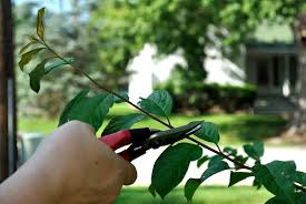 Image result for pruning plum trees