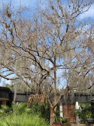 Maybe you would like to learn more about one of these? My Garden Nemesis Drake Elm Seedlings Hillsborough Extension Garden Blog