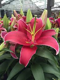 Image result for Berlinia orientalis