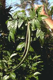 Image result for Dolichandrone alba