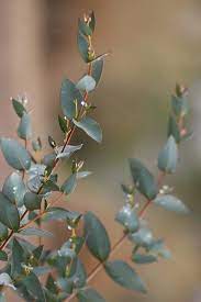 Buy Sheila Cold Hardy Eucalyptus Stellulata Free Shipping 1 Gallon Size Trees For Sale Online From Wilso Eucalyptus Tree Blue Point Juniper Types Of Soil