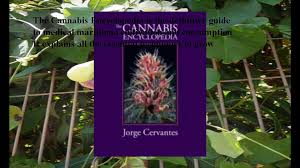 The definitive guide to cultivation & consumption of medical marijuana: Download The Cannabis Encyclopedia The Definitive Guide To Cultivation Consumption Of Medical Marijuana Ebook Pdf Video Dailymotion