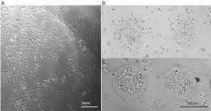 We did not find results for: Dep Dots For 3d Cell Culture Low Cost High Repeatability Effective 3d Cell Culture In Multiple Gel Systems Scientific Reports