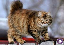 Беспородные кошки: особенности содержания и кормления, внешний вид, отличия дворовых котов