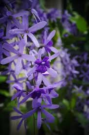 Image result for Petrea volubilis