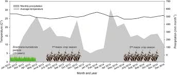 Image result for Brachiaria subulifolia