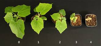 Image result for tomato seedling fusarium wilt