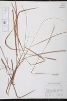 Image result for Trachypogon