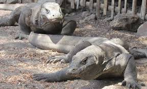 Justru sebaliknya, akan menurunkan daya tahan tubuh akibat masuknya berbagai jenis bakteri. Explore Komodo Pulau Eksotis Di Timur Indonesia Okezone Travel