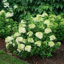 Hydrangea paniculata 'jane' pp #22,330. Little Lime Punch Hydrangea Wholesale Liners Spring Meadow Nursery