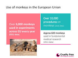 It offered to fund the legal defense of any tennessee teacher willing to fight the the scopes monkey trial counterbalance aims to present new views on complex issues and is committed to stay true to respected theological. Time To End The Use Of Monkeys In Neuroscience Ppt Download