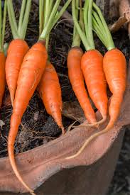 There's a lot to be said for expanding your potted root repertoire beyond the usual players like radishes. How To Grow Straight Carrots The 2 Simple Secrets To Success