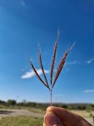 Image result for Dichanthium annulatum