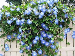 Pin On Flowers
