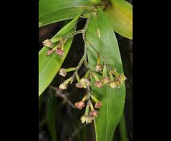Image result for Polystachya fusiformis × lindblomii
