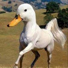 Random things are always unpredictable, but how can something be unpredictable without being random? Just Random Things Justrandomokay Twitter