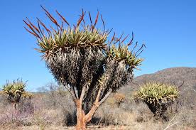 Image result for Aloe carnea
