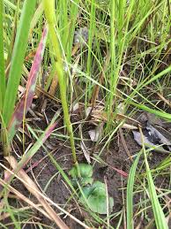 Image result for Satyrium orbiculare