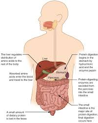 Chemical Digestion And Absorption A Closer Look Anatomy