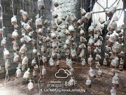 Wida on december 8, 2014 at 3:46 pm said Pembekal Bongkah Cendawan Kukur Kulat Sisir Tempat Menanam Cendawan Kukur