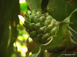 Image result for Costus afer