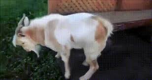 An alpaca farm where you can pet these fuzzy, adorable animals, either with kids and families of all ages, or as adults! 50 Unusual Animals To See Before You Die Far Wide