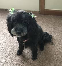 Our adoption centers in detroit, westland and howell are accepting walk ups for pet adoptions with the following restrictions. Rehomed Lovable Lucy Sweet Maltipoo Girl 10 Port Huron Michigan