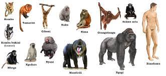 Facts About Mammals Primates Mammals Animal Species