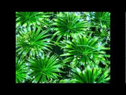Easy lady (lady jane simon le saint edit). Indivisibili Ivana Spagna Youtube