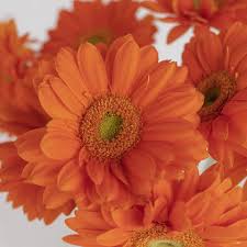 Image result for Gerbera